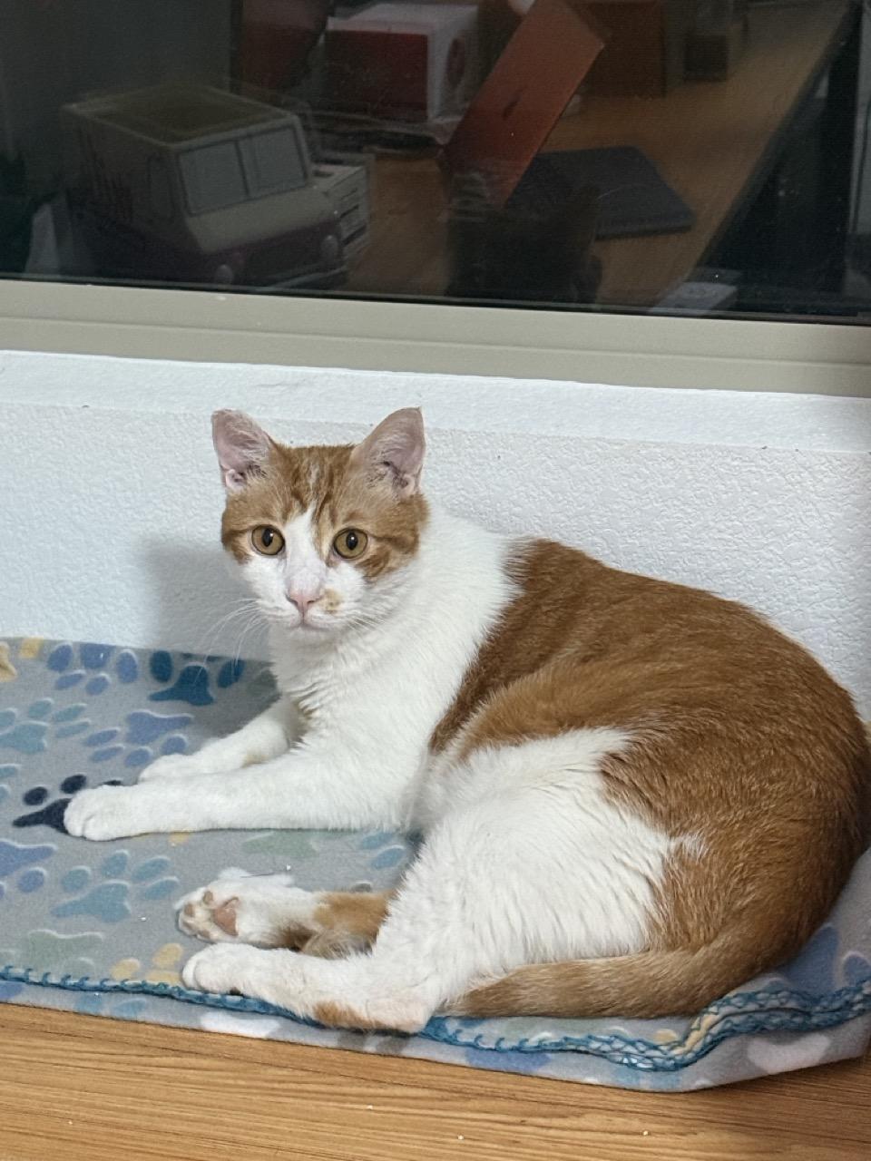 Enlarge Ollie, a Adoptable Domestic Short Hair in Las Vegas, NV image 2/3