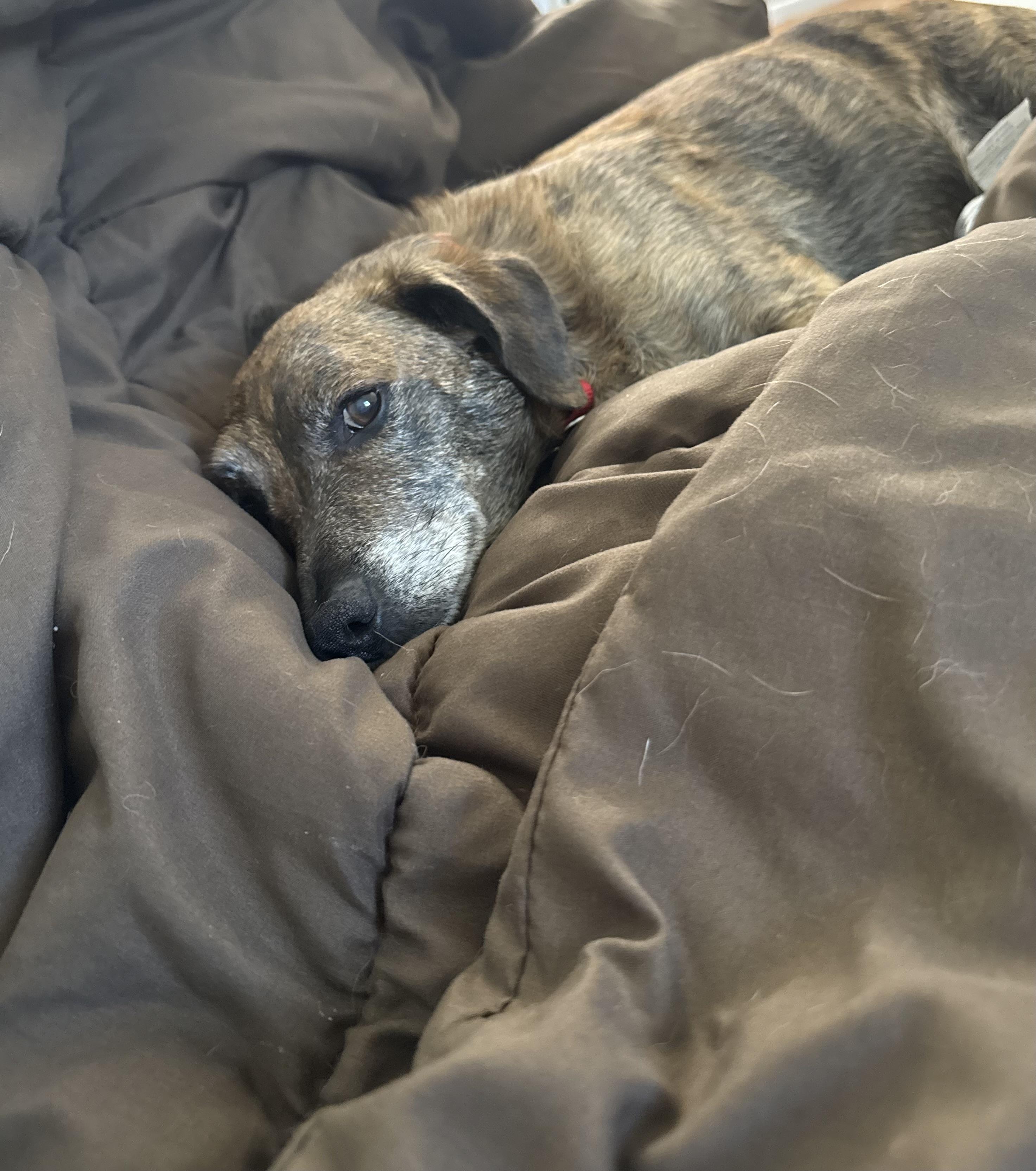 Henry, ADOPTABLE, Senior Male Dachshund & Beagle.