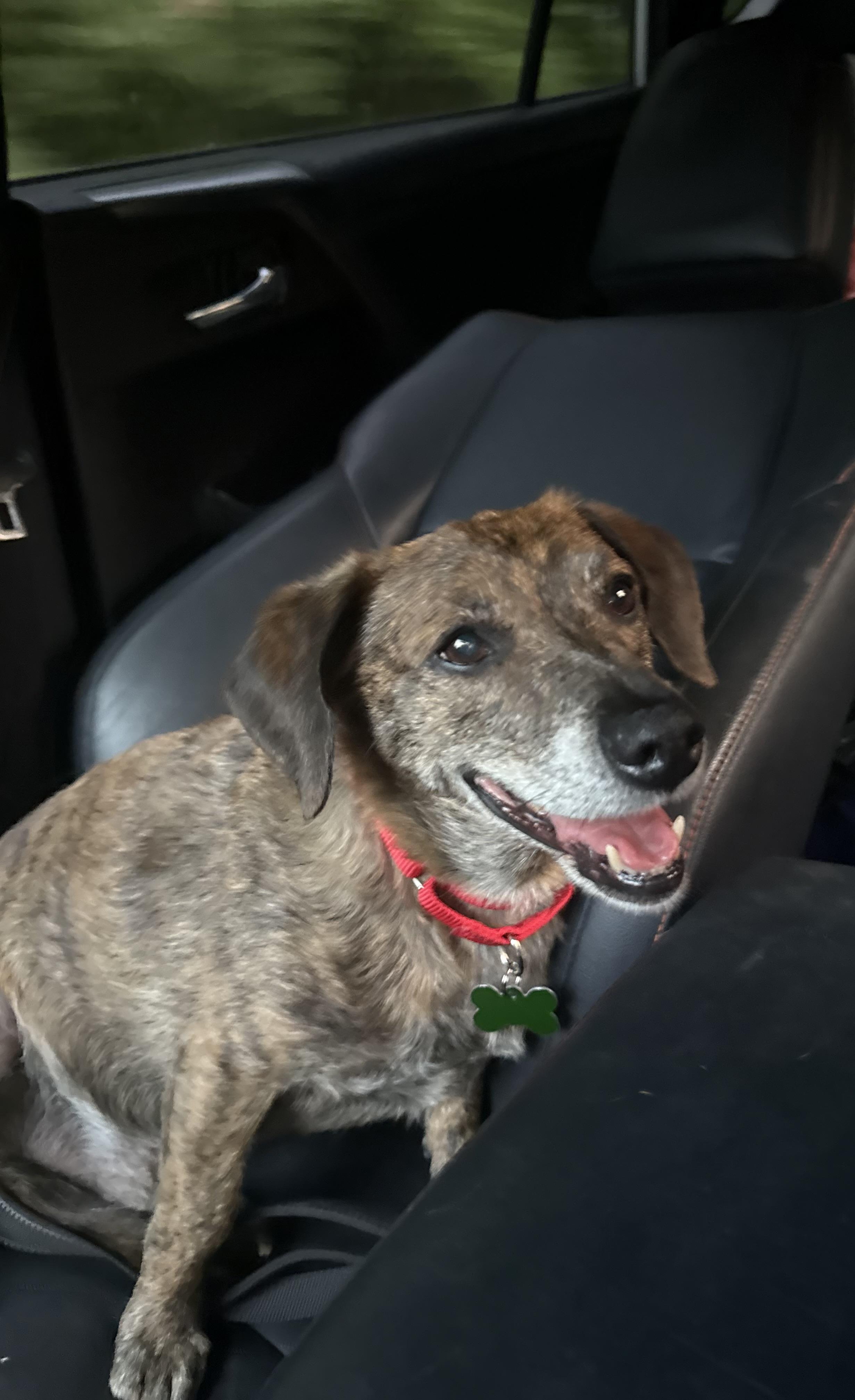 Henry, a ADOPTABLE mixed breed in Succasunna, NJ image 2/3