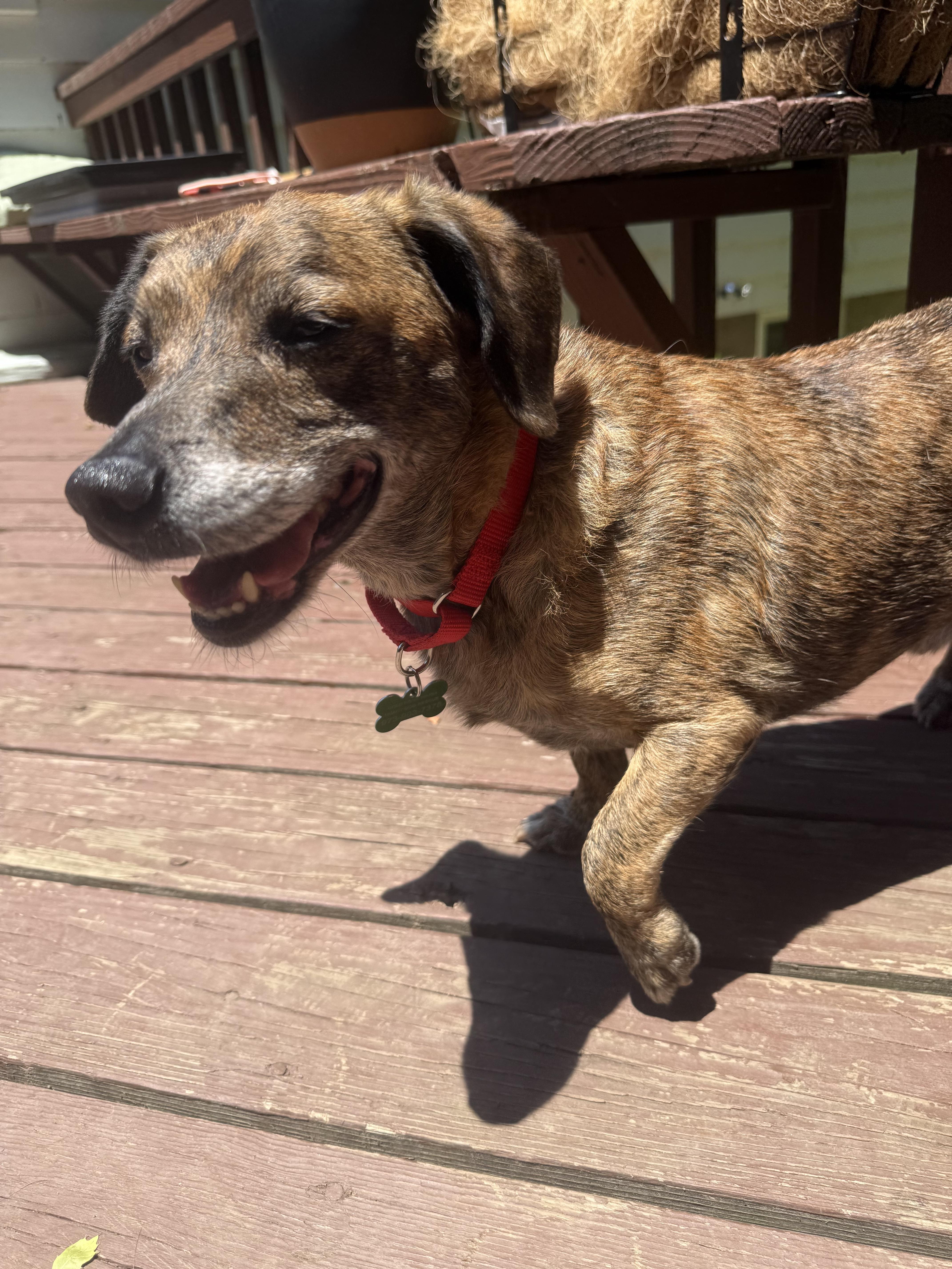 Henry, a ADOPTABLE mixed breed in Succasunna, NJ image 3/3