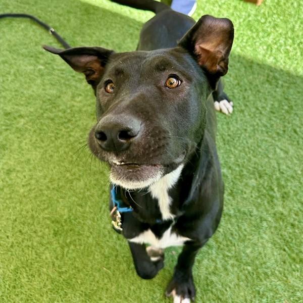 Charlie, Adoptable, Adult Male American Staffordshire Terrier.