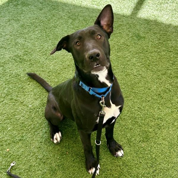 Enlarge Charlie, a Adoptable mixed breed in Walnut Creek, CA image 2/2