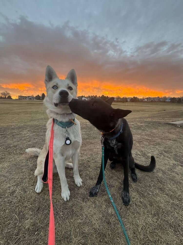Chiquita, Adoptable, Young Female Shepherd & Australian Cattle Dog / Blue Heeler.