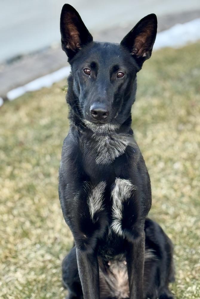 Chiquita, a Adoptable mixed breed in Littleton, CO image 4/6