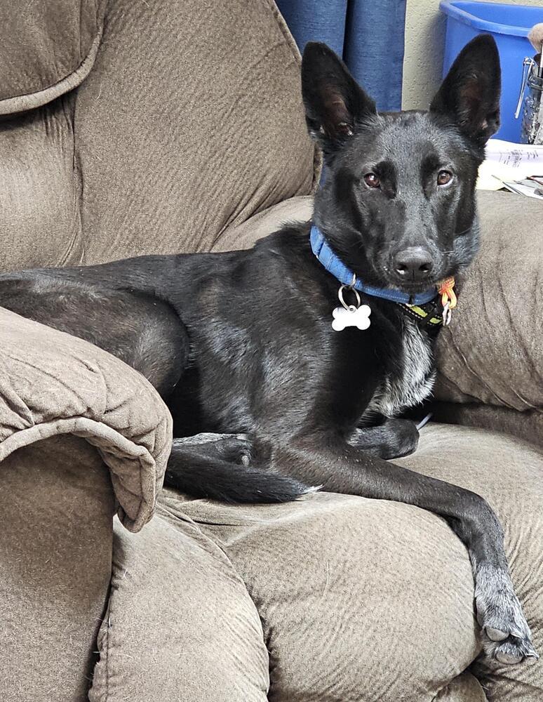 Chiquita, a Adoptable mixed breed in Littleton, CO image 6/6