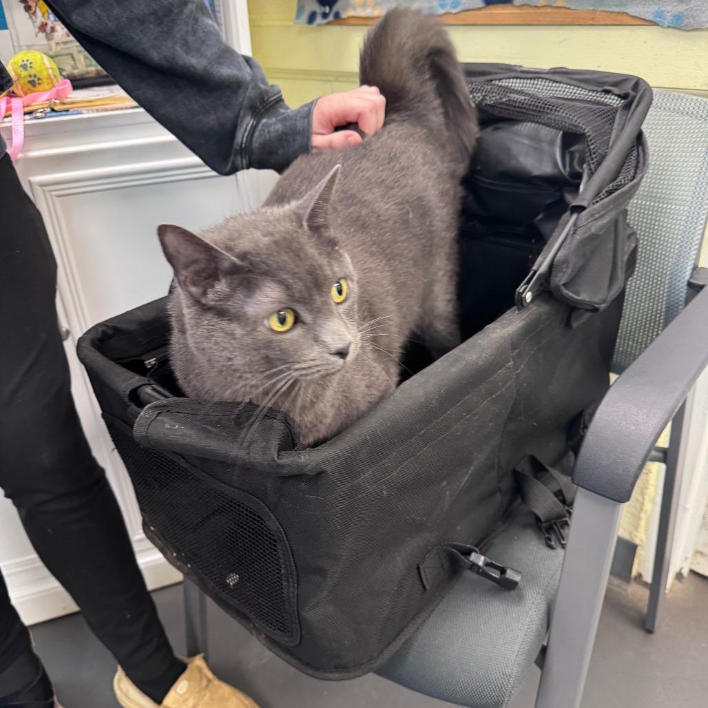 Pretty Boy Floyd, Adoptable, Adult Male Domestic Short Hair.