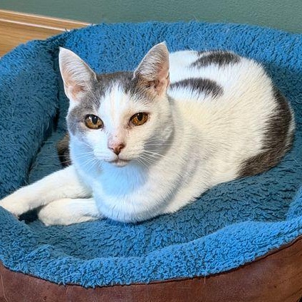 Lady, ADOPTABLE, Adult Female Domestic Short Hair.