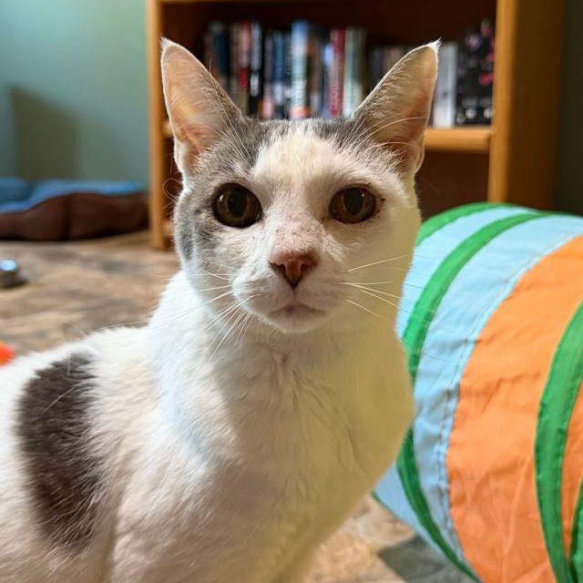 Lady, a ADOPTABLE Domestic Short Hair in Renton , WA image 2/6