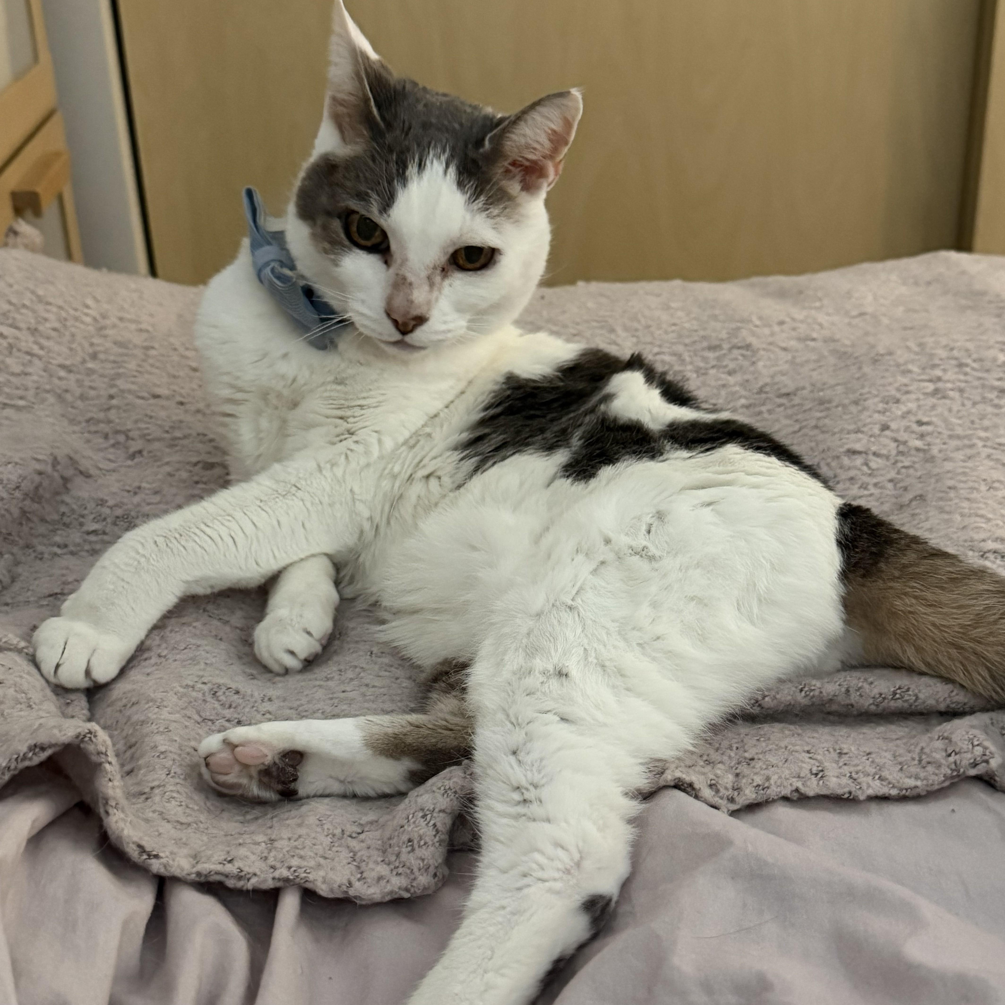 Lady, a ADOPTABLE Domestic Short Hair in Renton , WA image 4/6