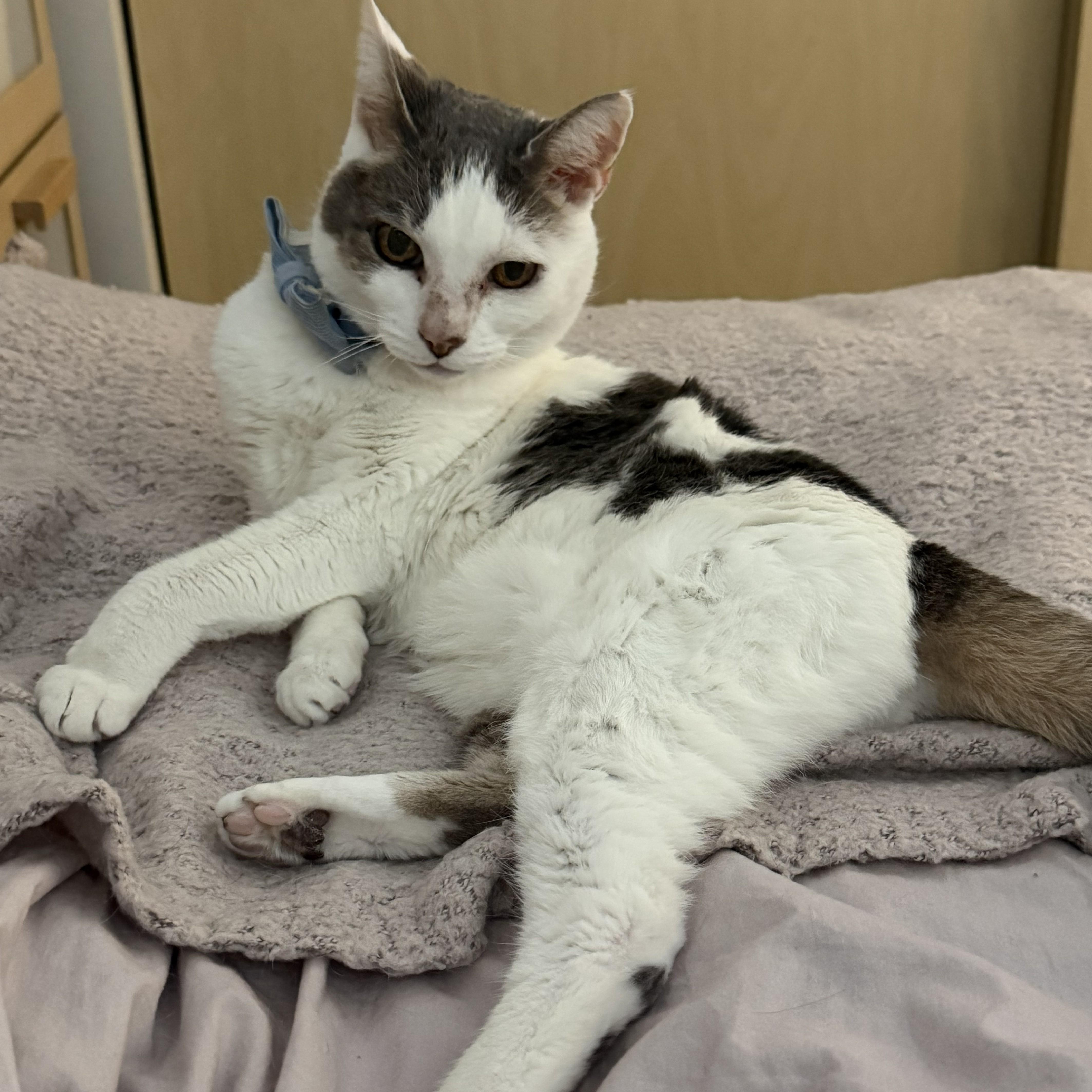 Lady, a ADOPTABLE Domestic Short Hair in Renton , WA image 6/6