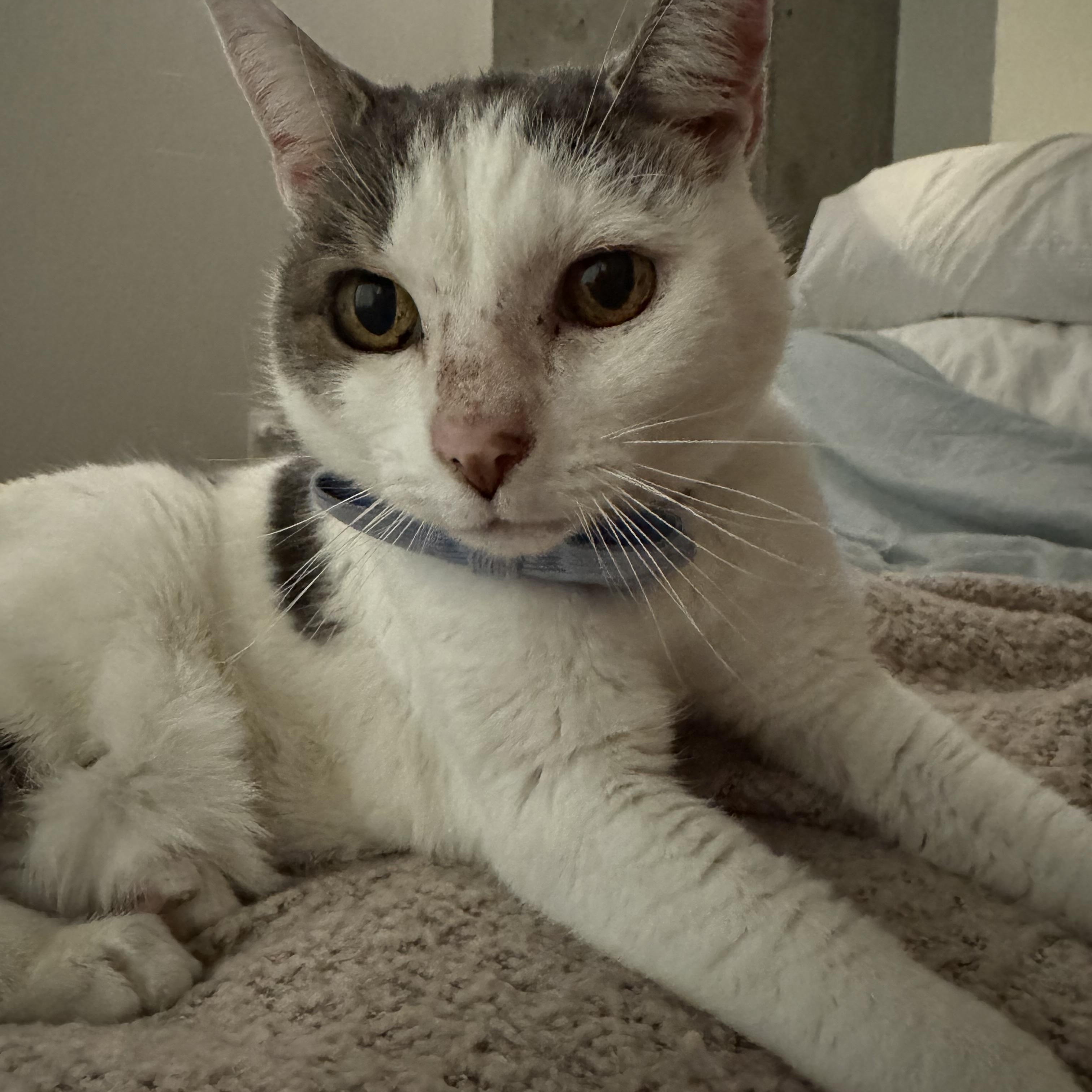 Lady, a ADOPTABLE Domestic Short Hair in Renton , WA image 1/6