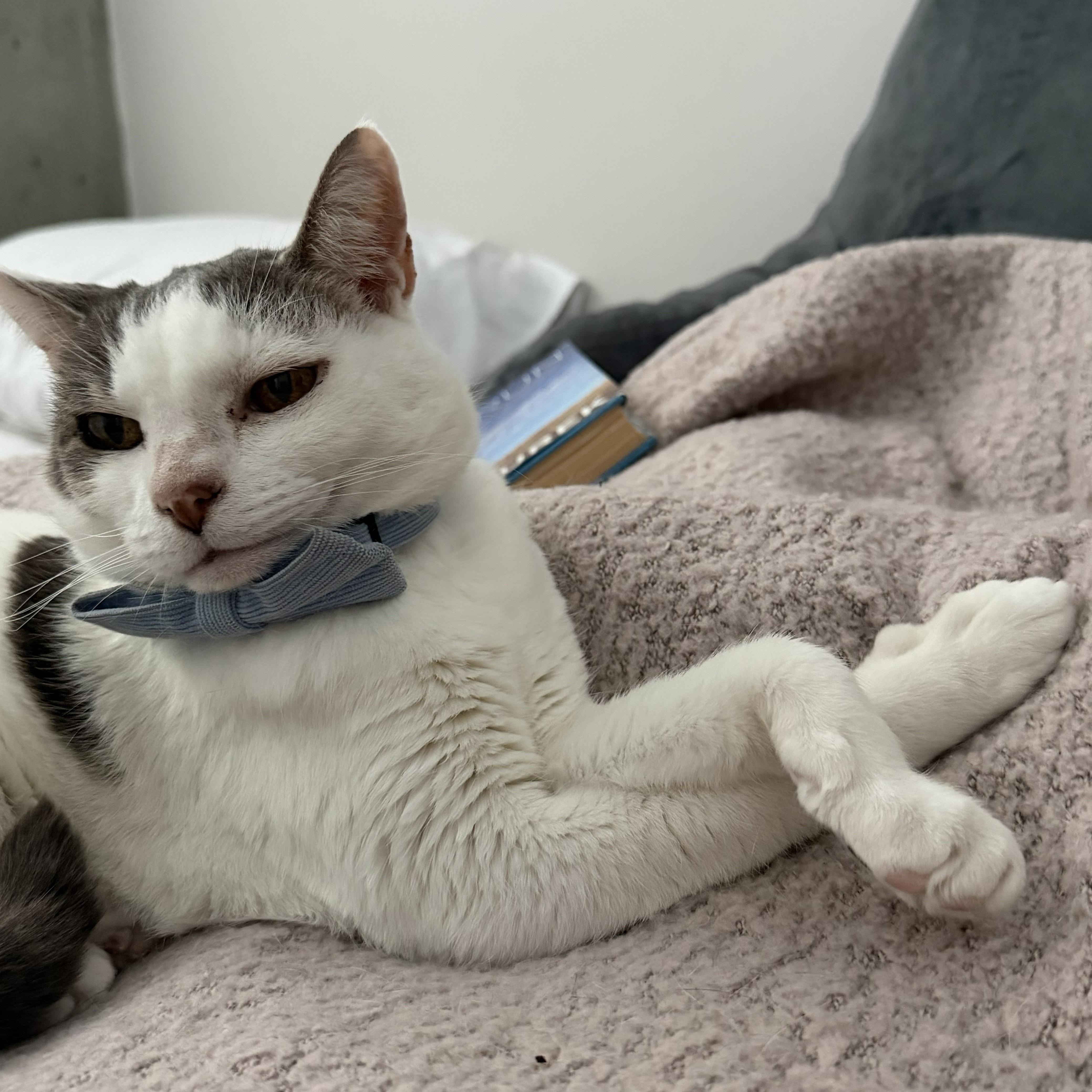 Lady, a ADOPTABLE Domestic Short Hair in Renton , WA image 2/6
