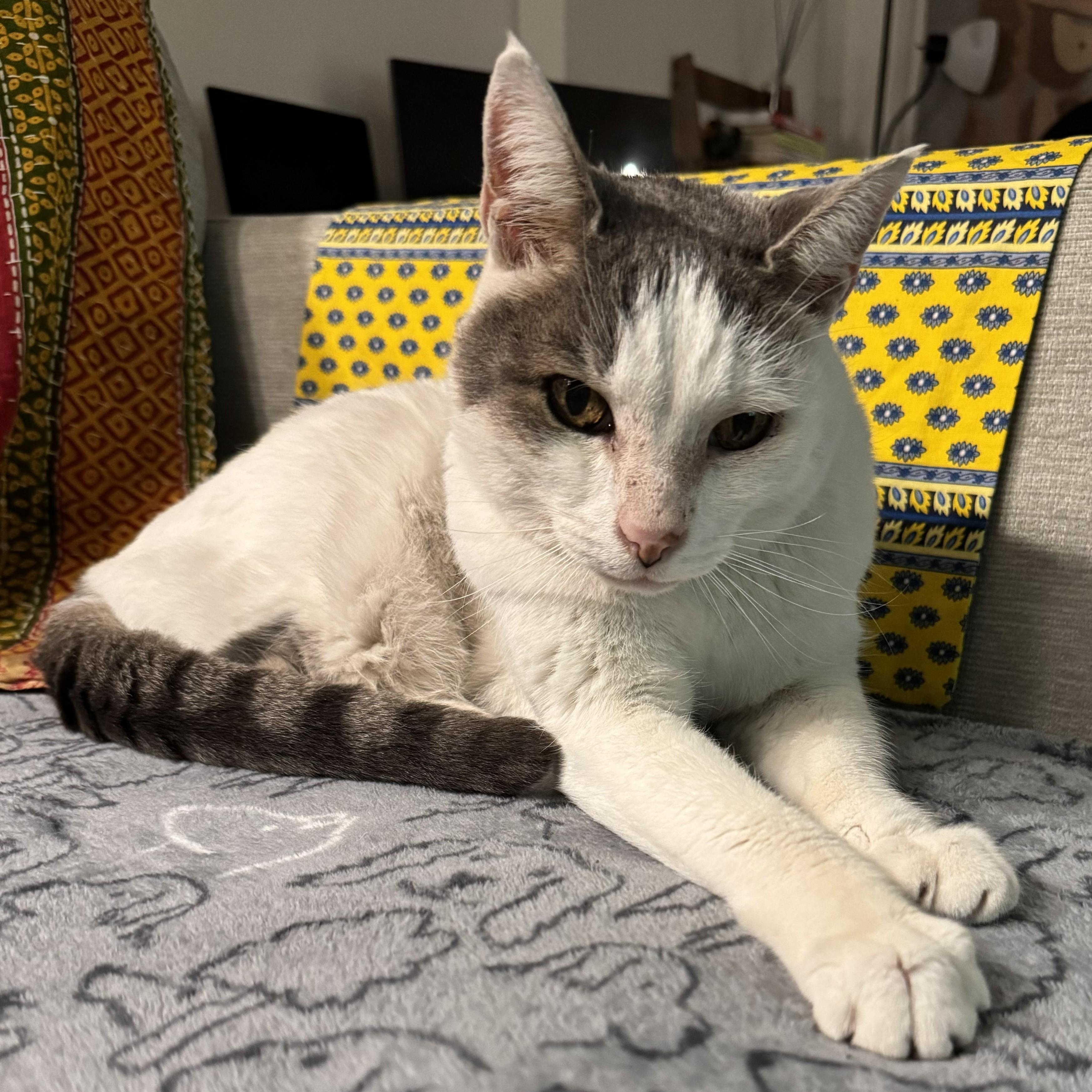 Lady, a ADOPTABLE Domestic Short Hair in Renton , WA image 5/6