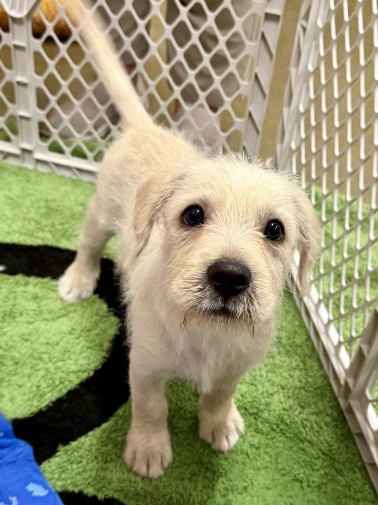 Enlarge Mayo, a Adopted mixed breed in TUCSON, AZ image 1/3