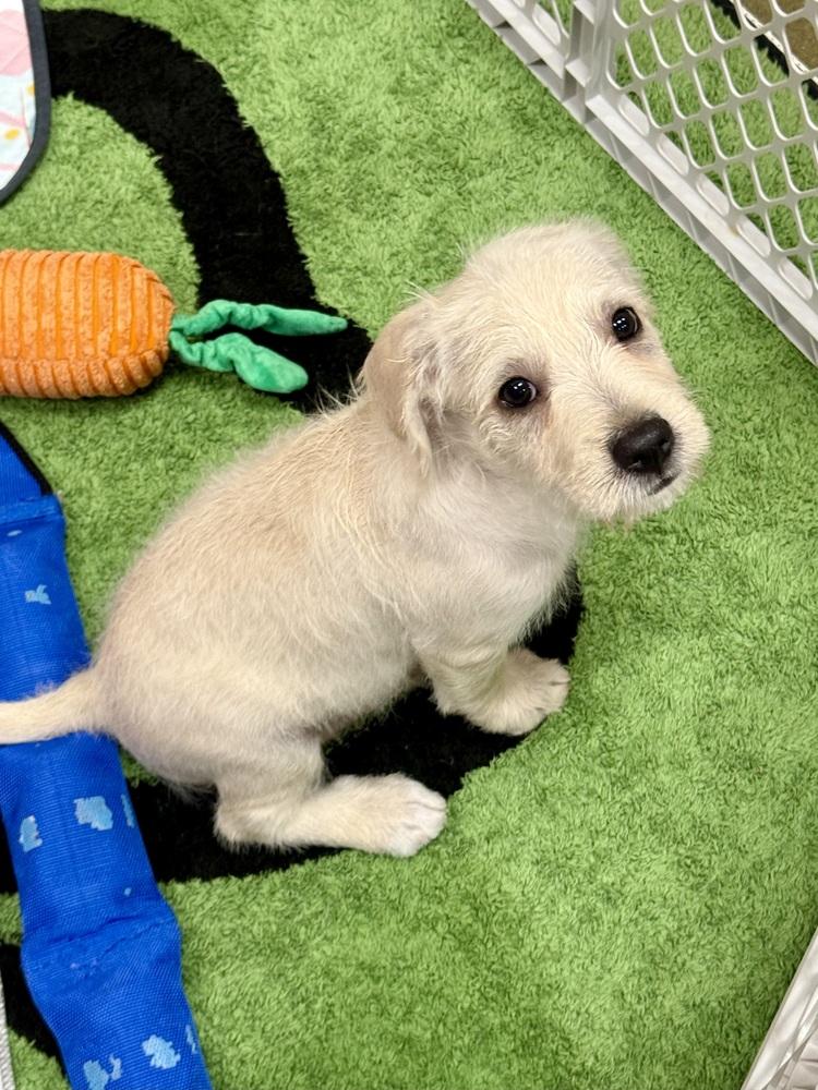 Enlarge Mayo, a Adopted mixed breed in TUCSON, AZ image 2/3