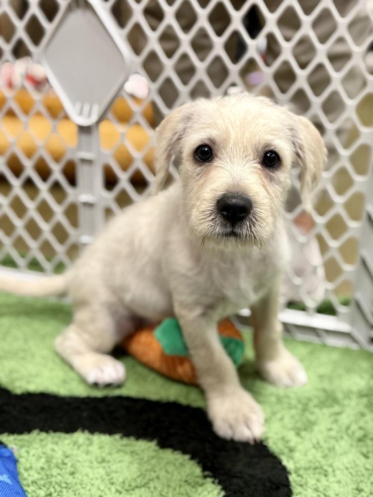 Enlarge Mayo, a Adopted mixed breed in TUCSON, AZ image 3/3