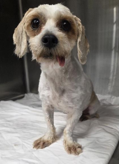 Gabby, Adoptable, Adult Female Shih Tzu & Bichon Frise.