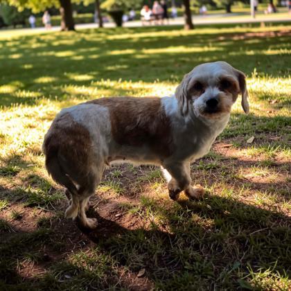 Enlarge Gabby, a Adoptable mixed breed in Malvern, PA image 3/3