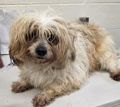 Enlarge Gabby, a Adoptable mixed breed in Malvern, PA image 3/3