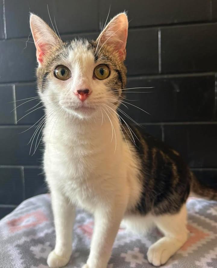 Wiimote, Adoptable, Kitten Male Domestic Short Hair.