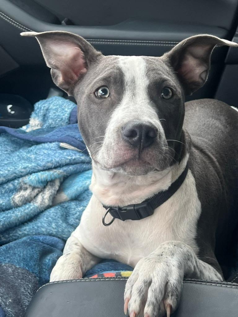 Nova, Adoptable, Young Female American Staffordshire Terrier.