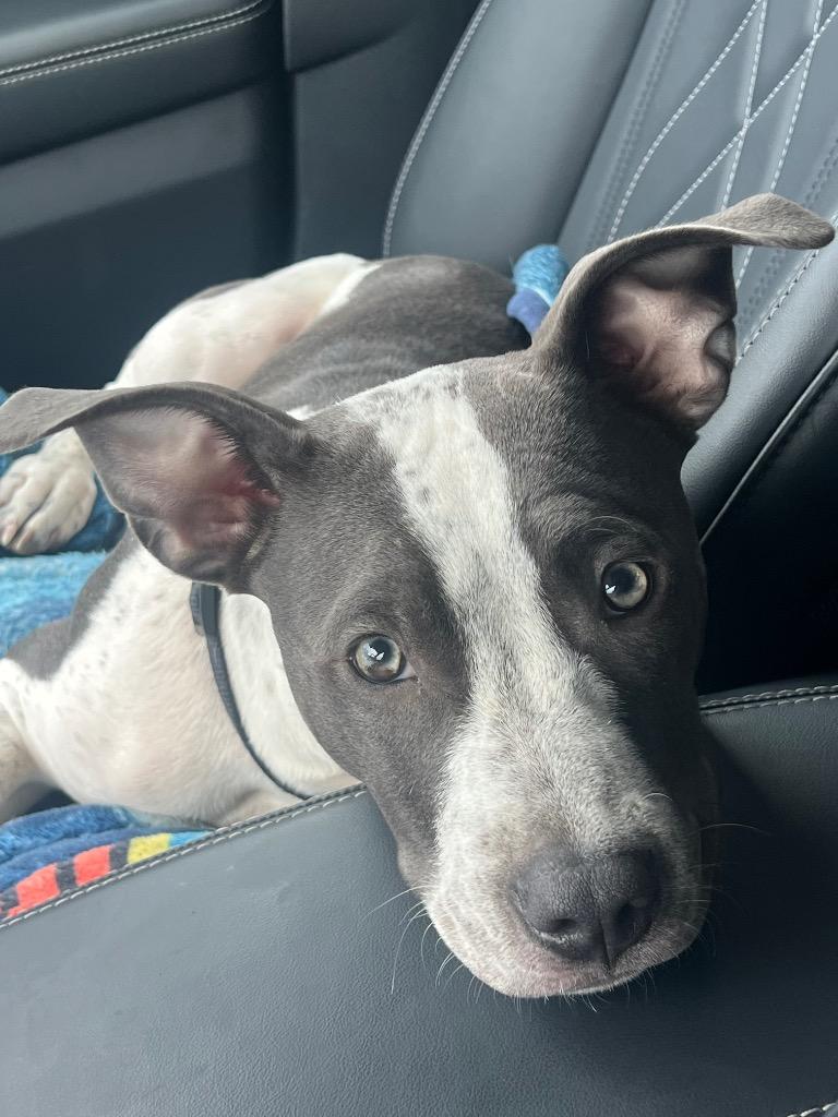 Enlarge Nova, a Adoptable American Staffordshire Terrier in Johnston, IA image 2/4