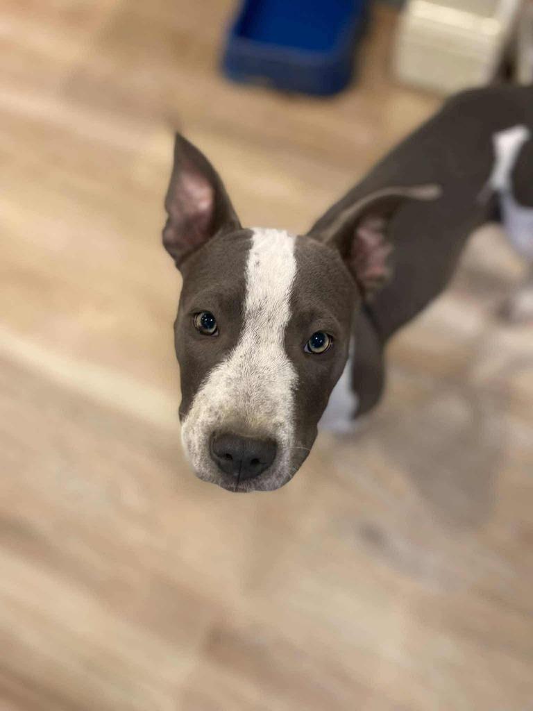 Enlarge Nova, a Adoptable American Staffordshire Terrier in Johnston, IA image 3/4