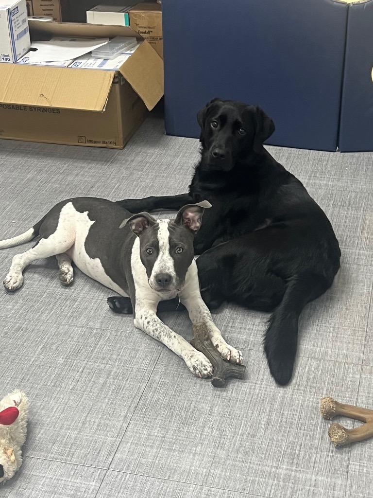 Enlarge Nova, a Adoptable American Staffordshire Terrier in Johnston, IA image 4/4