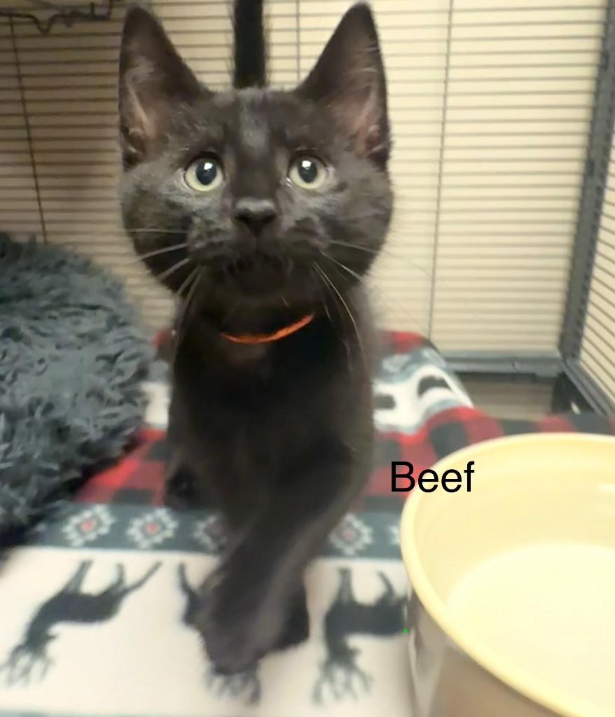 Beef, Adopted, Kitten Male Domestic Short Hair.