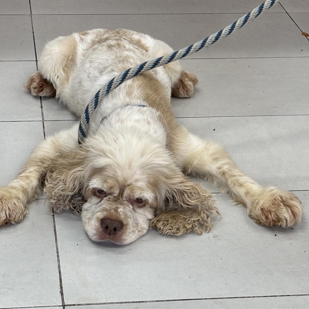 Enlarge Angelica, a Adoptable Cocker Spaniel in Lauderhill, FL image 1/3