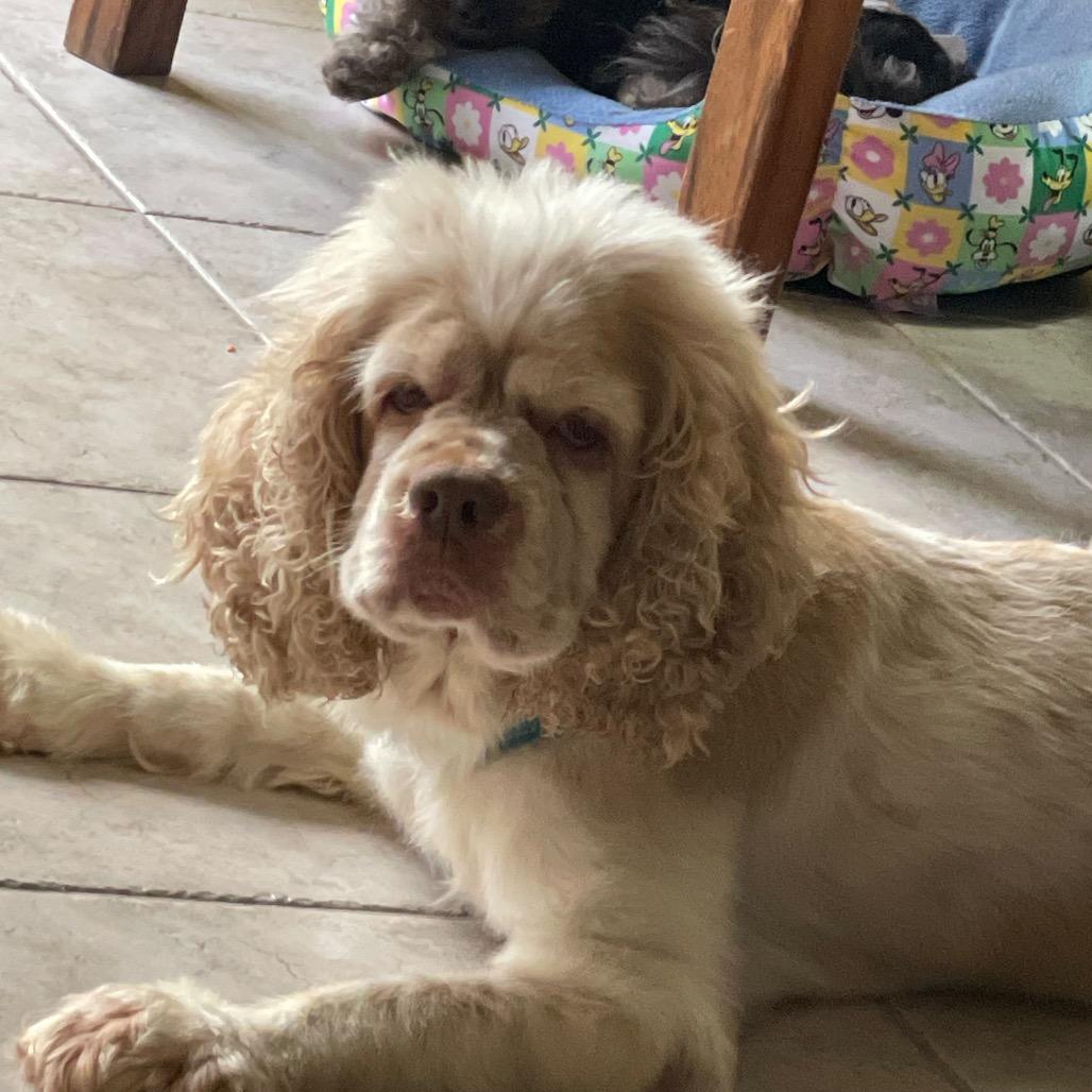 Enlarge Angelica, a Adoptable Cocker Spaniel in Lauderhill, FL image 2/3