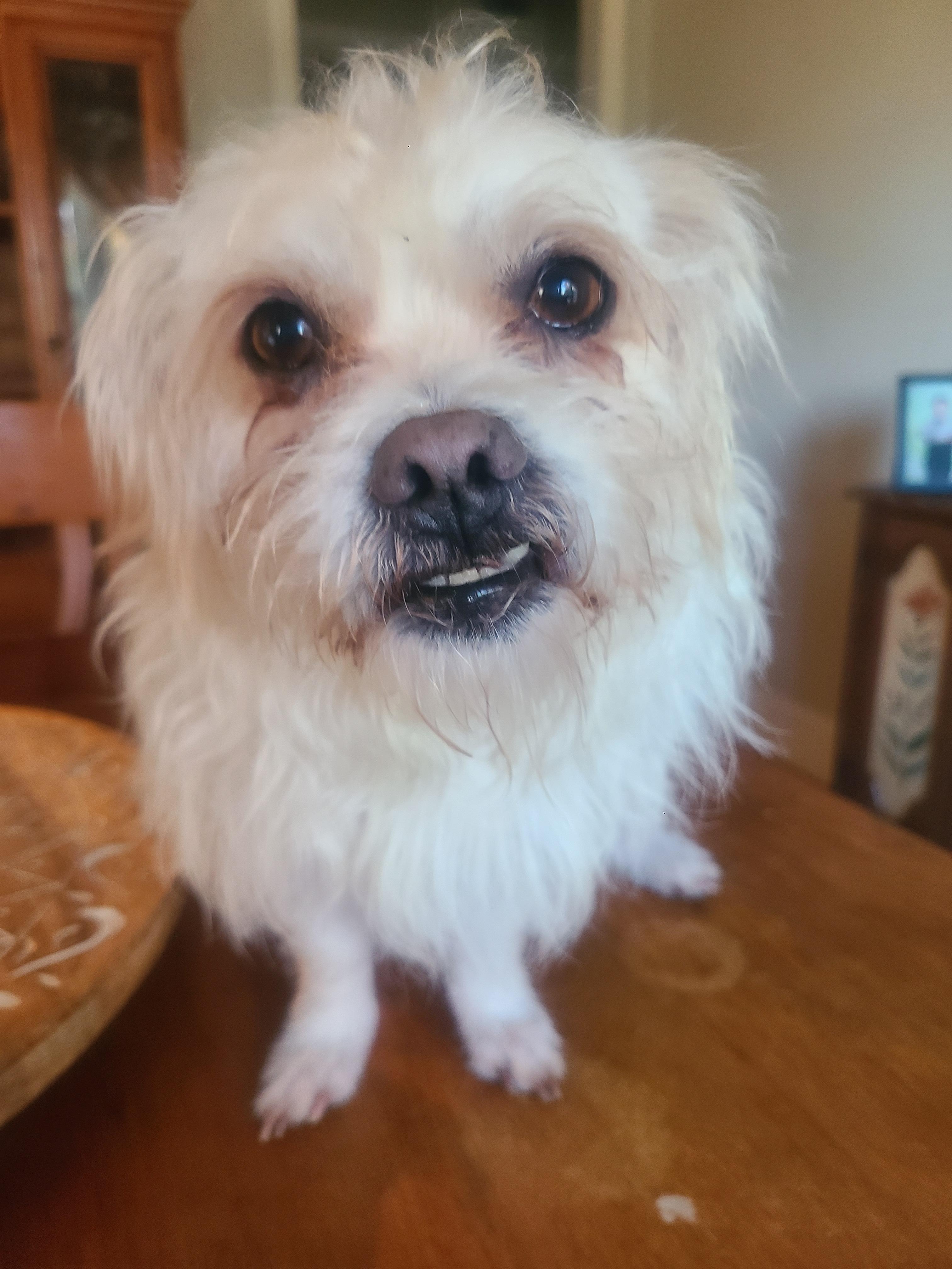 Puff, Adopted, Adult Male Shih Tzu & Chihuahua.