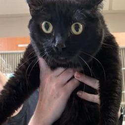 Peek A Boo, Adoptable, Adult Female Domestic Short Hair.