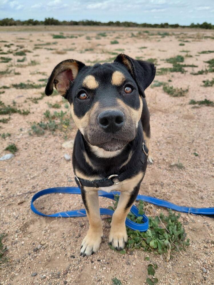 Enlarge Athena, a Adoptable mixed breed in Mountainair, NM image 1/3