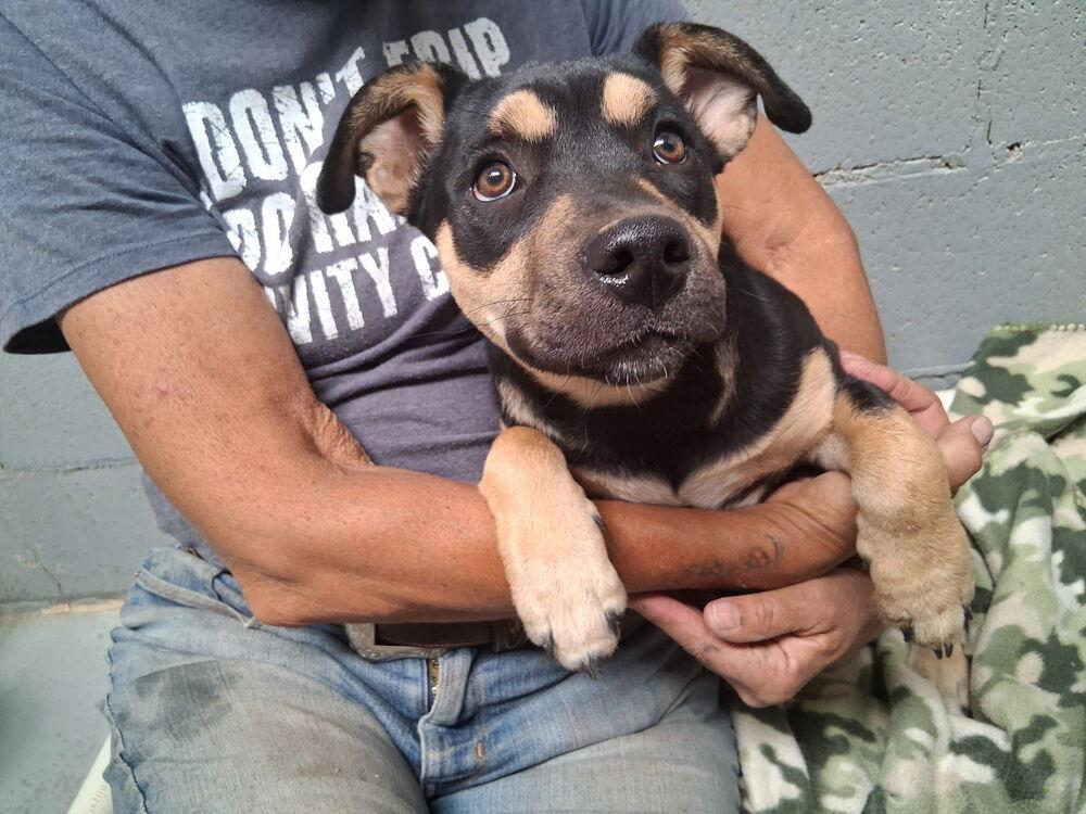 Enlarge Athena, a Adoptable mixed breed in Mountainair, NM image 2/3