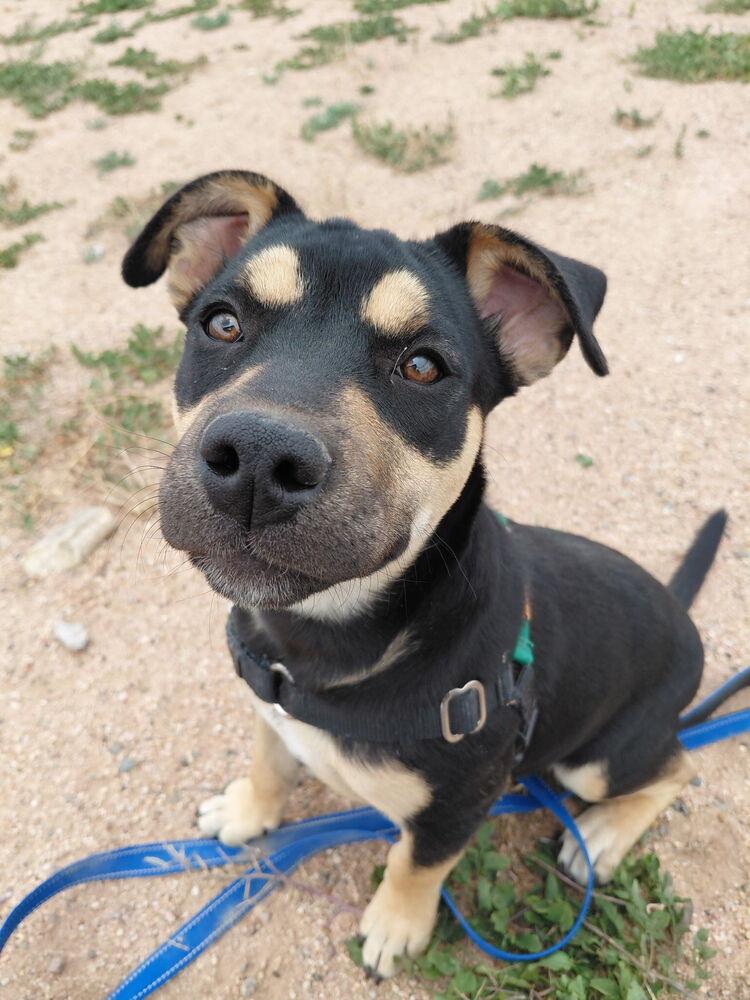 Enlarge Athena, a Adoptable mixed breed in Mountainair, NM image 3/3