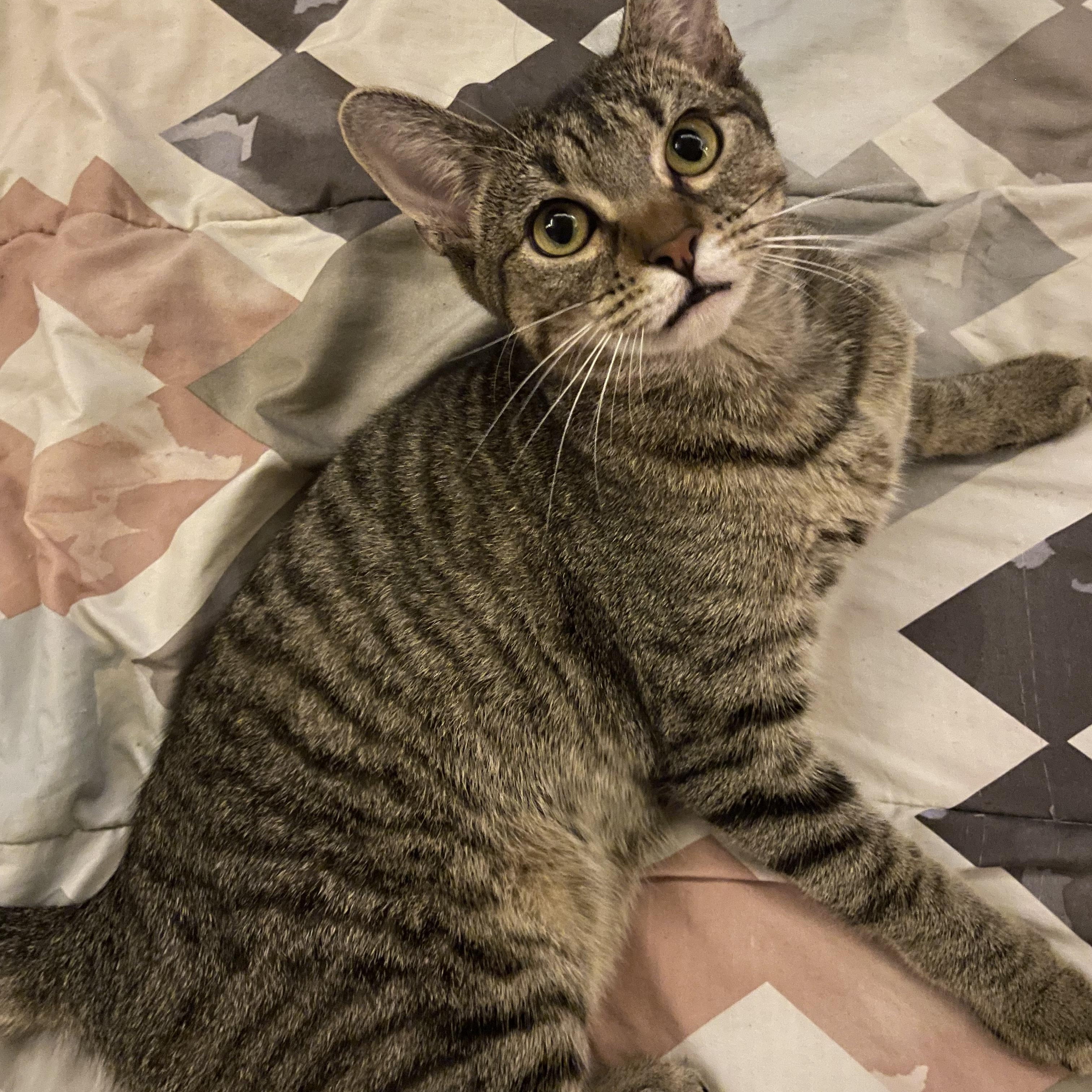 Gretchen, Adoptable, Kitten Female Tabby.