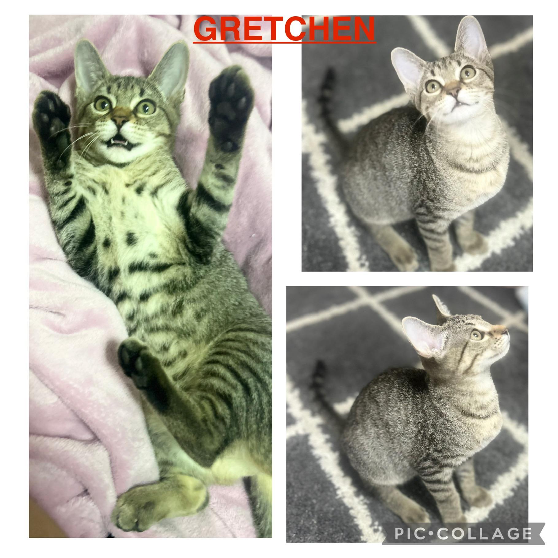 Enlarge Gretchen, a Adoptable Tabby in Mobile, AL image 3/3