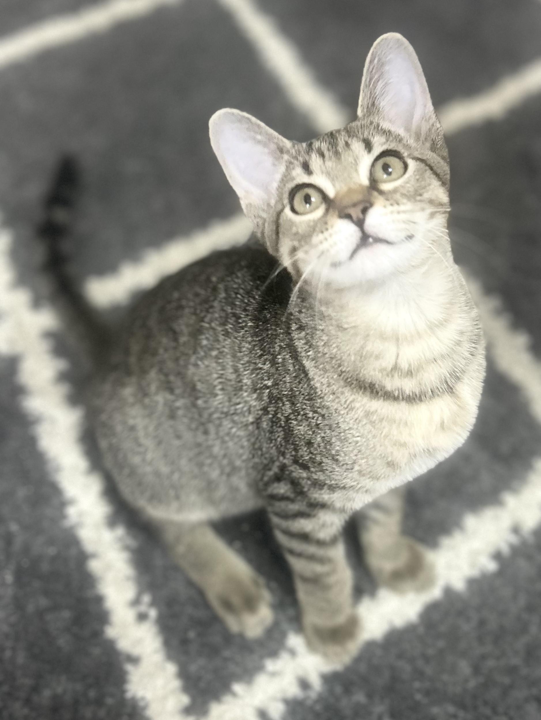 Enlarge Gretchen, a Adoptable Tabby in Mobile, AL image 2/3