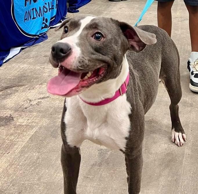 Enlarge summer, a Adoptable Pit Bull Terrier in Humble, TX image 1/1