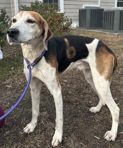 Enlarge Nutmeg, a Adoptable mixed breed in King William, VA image 1/1