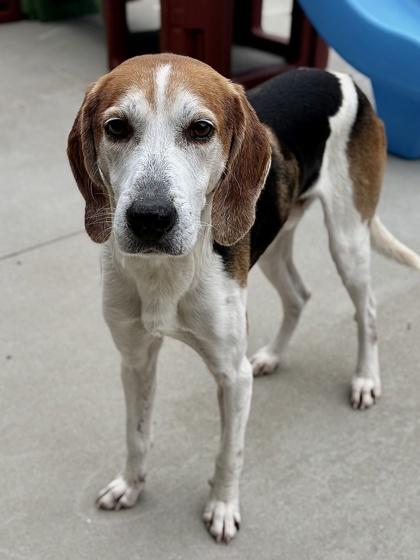 Enlarge Nutmeg, a Adoptable mixed breed in King William, VA image 2/2