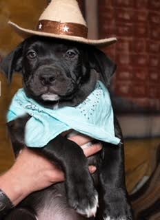 Enlarge Derpy 0124, a Adoptable mixed breed in Sonora, CA image 4/6