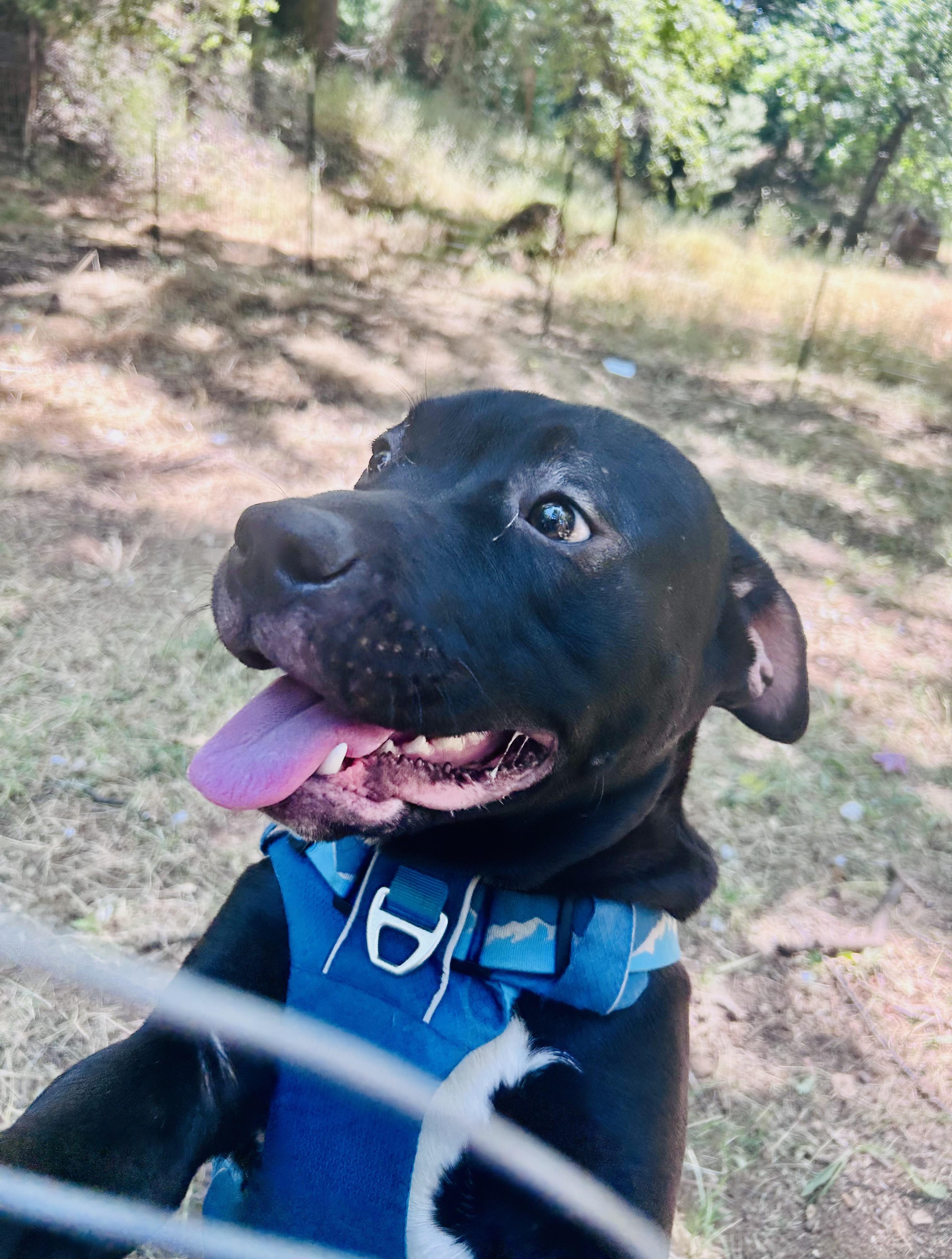 Enlarge Derpy 0124, a Adoptable mixed breed in Sonora, CA image 6/6