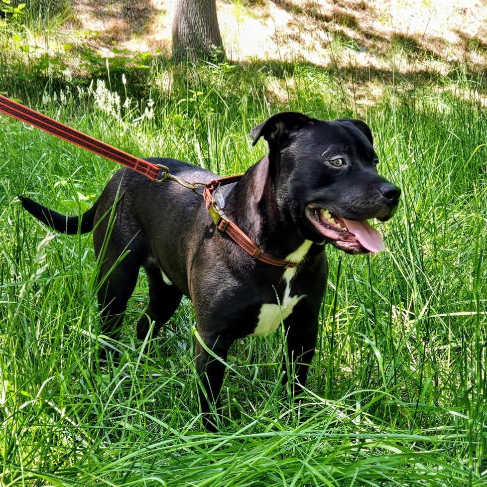 Derpy 0124, Adoptable, Young Male American Bully.