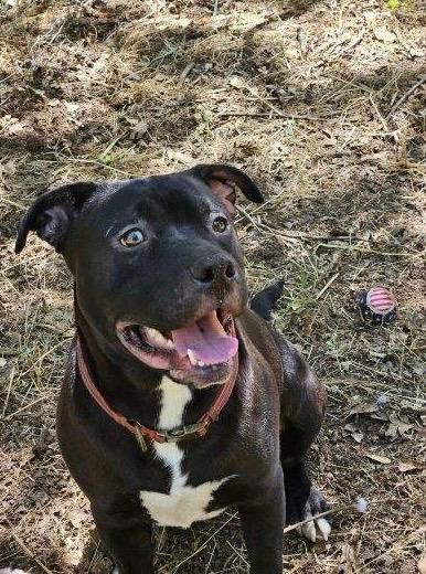 Enlarge Derpy 0124, a Adoptable mixed breed in Sonora, CA image 2/6