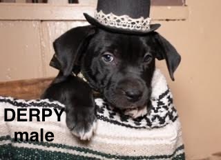 Derpy 0124, an adoptable American Bully in Sonora, CA, 95370 | Photo Image 5