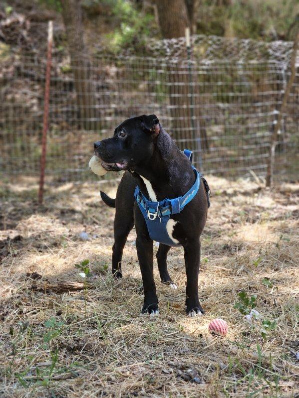 Derpy 0124, an adoptable American Bully in Sonora, CA, 95370 | Photo Image 3