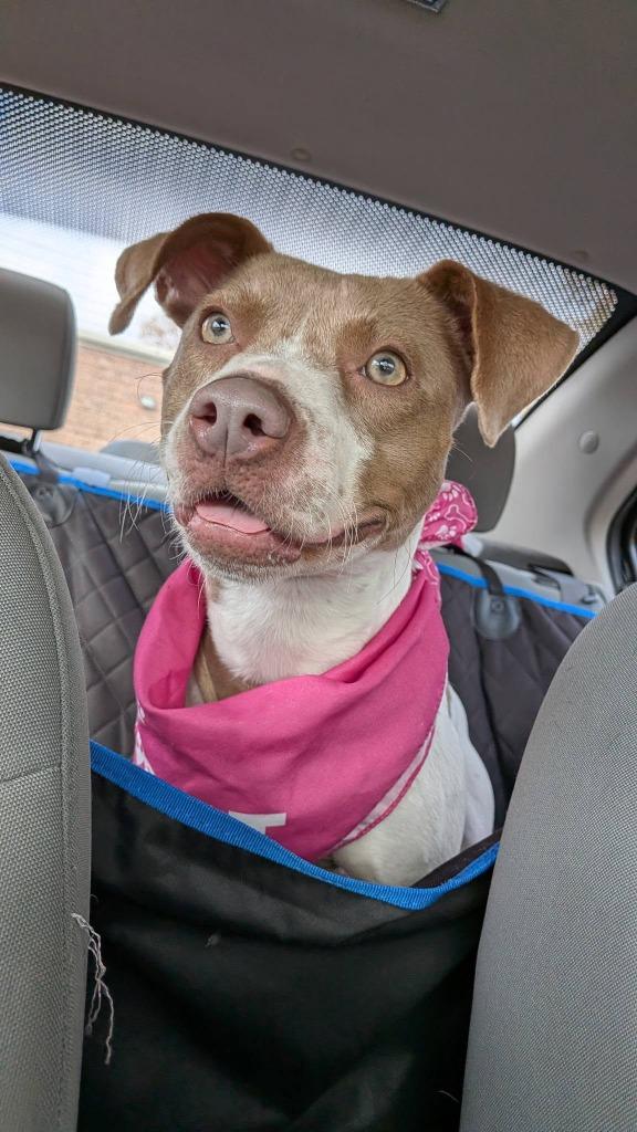 Enlarge Kennedy, a Adoptable mixed breed in Fort Mill, SC image 1/6