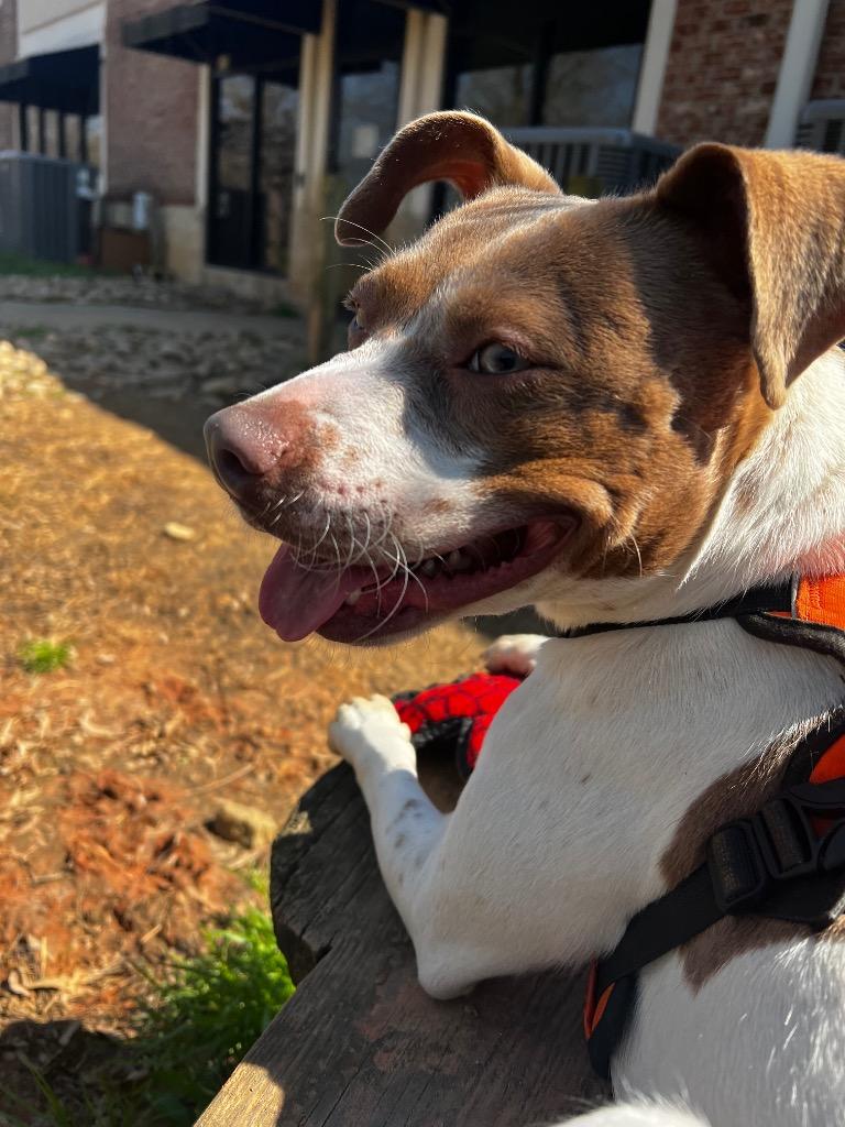 Enlarge Kennedy, a Adoptable mixed breed in Fort Mill, SC image 2/6